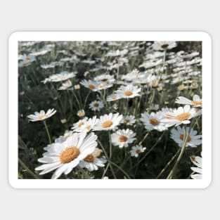 Daisy, daisy Sticker